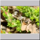 Formica - Serviformica - cf Formica fusca, frisch geschluepfte Arbeiterin 6-7mm 01a.jpg